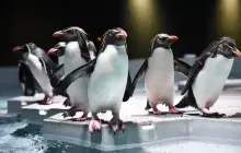 AOAO SAPPORO(北海道)