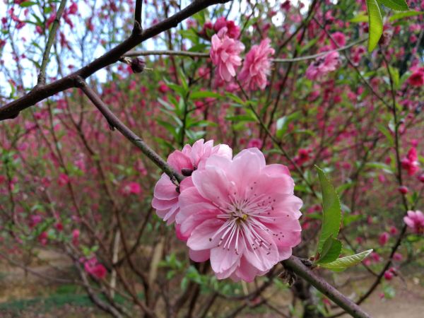 Xiqiao Mountain Scenic Area