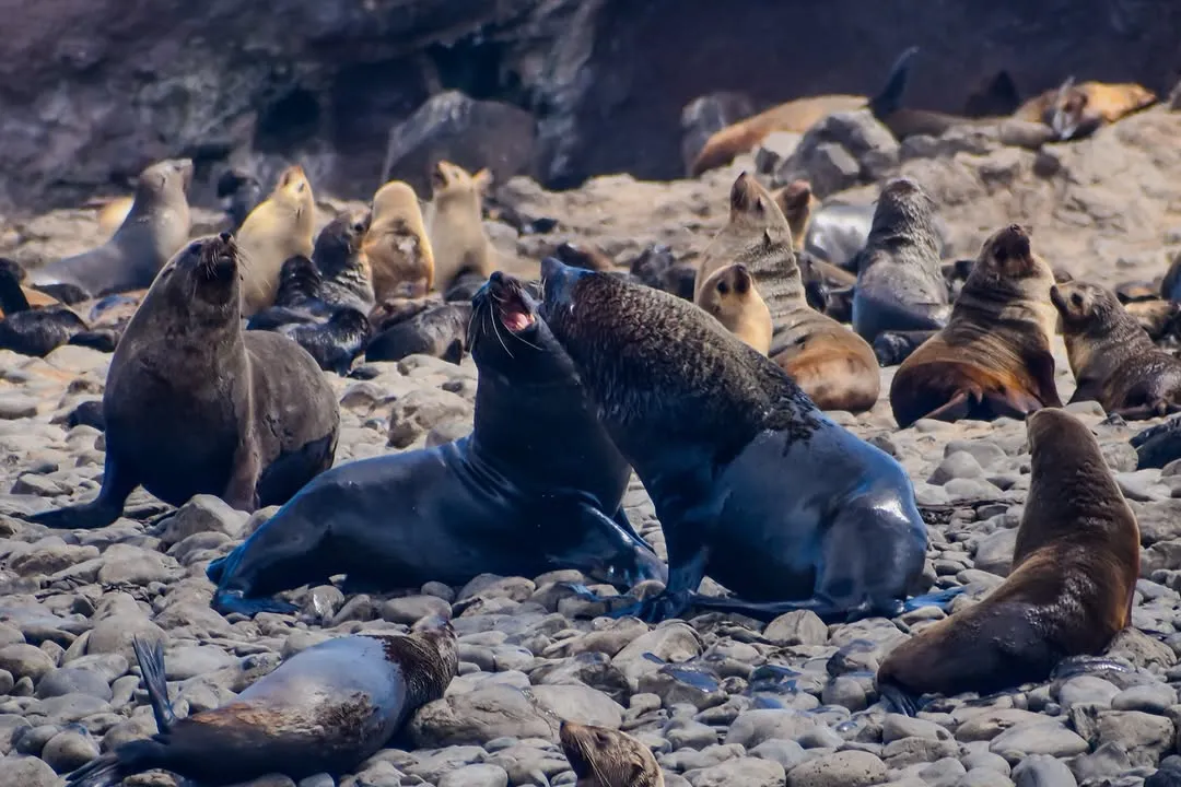 3_野生動物海岸巡遊