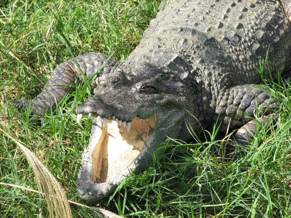 沖縄こどもの国 Okinawa zoo ＆ museum 入場Eチケット 予約