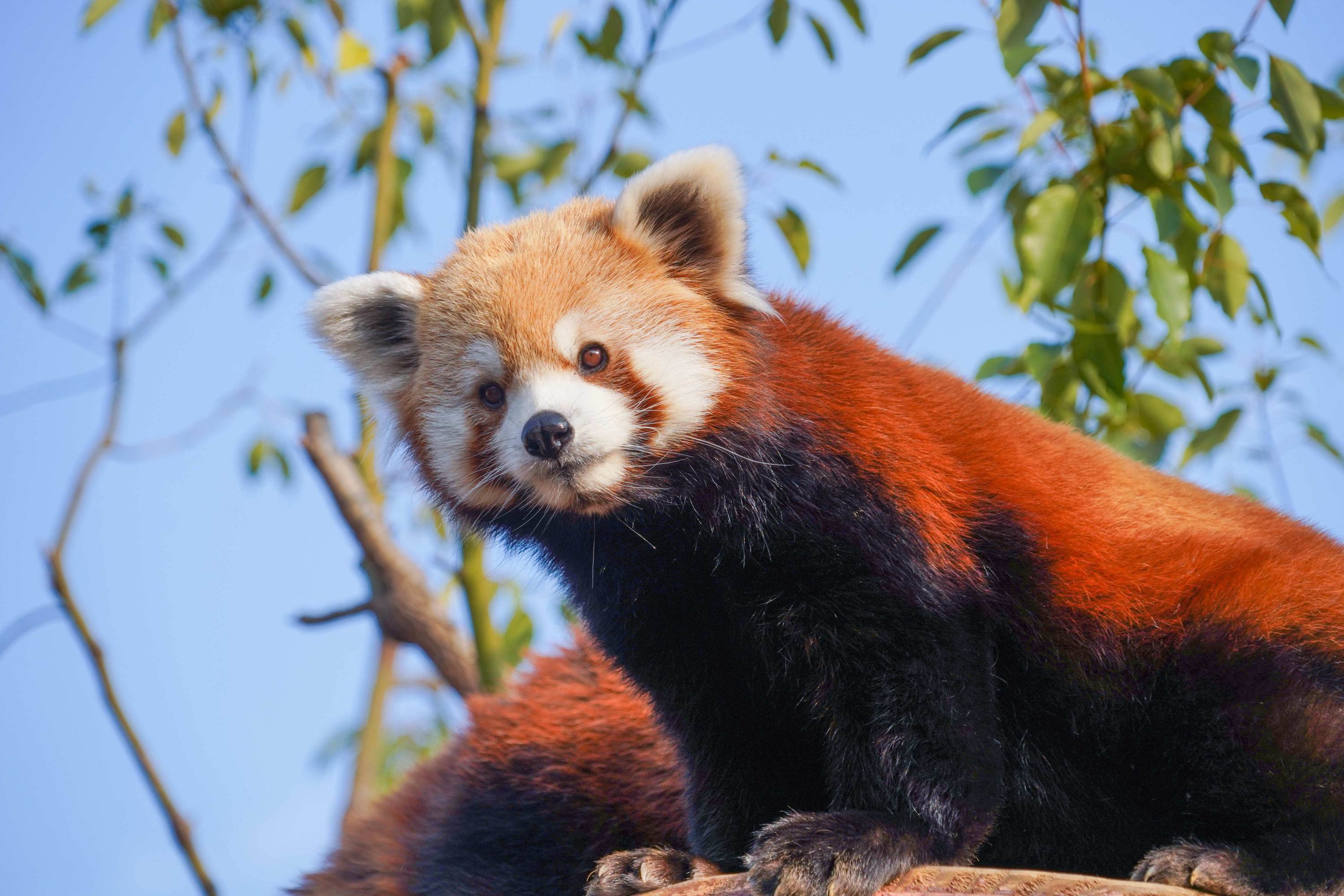 Hangzhou Safari Park