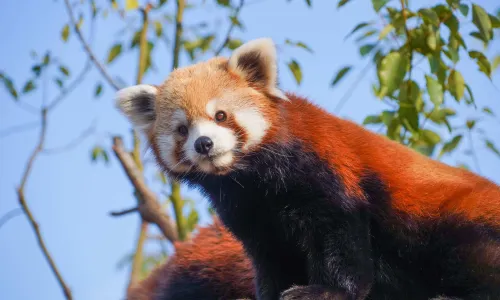 โลกสัตว์ป่าหางโจว