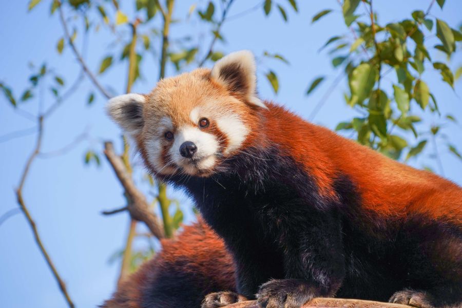 杭州野生動物世界