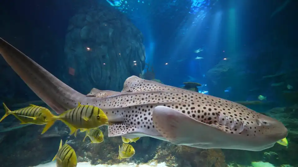 3_Chongqing Haichang Ocean Park