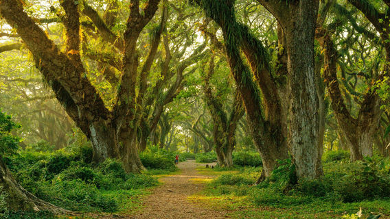 De Djawatan Forest - Banyuwangi