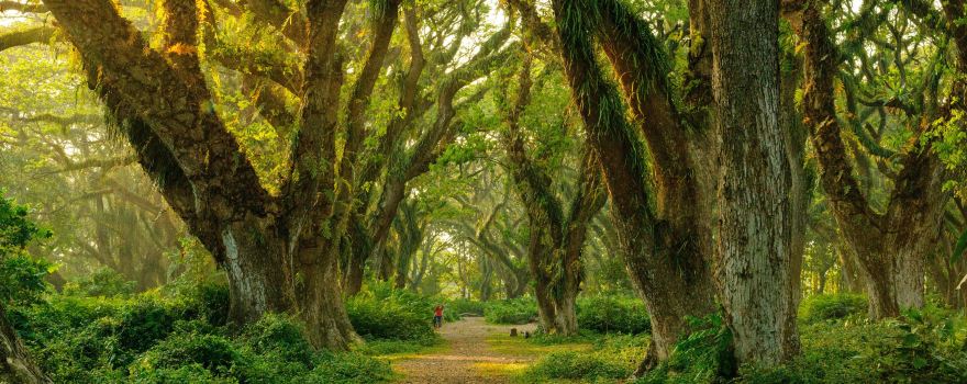 De Djawatan Forest