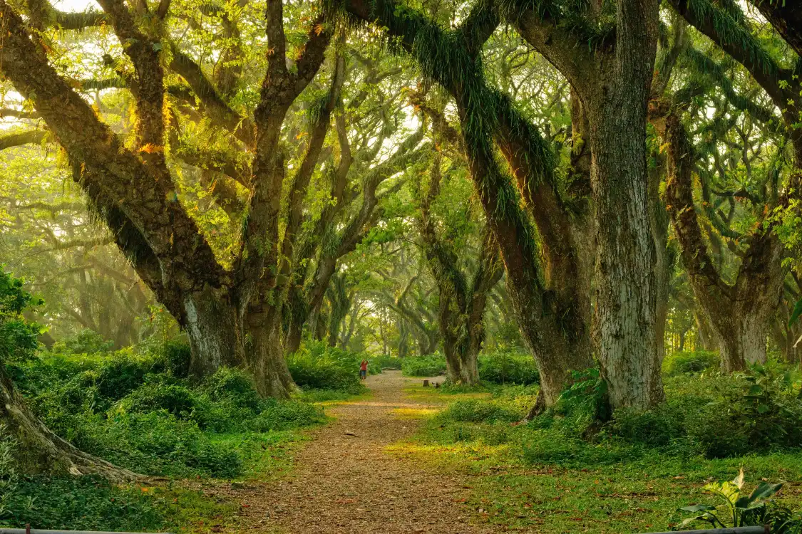 Hotels near De Djawatan Forest