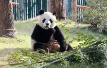 Shanghai Wild Animal Park