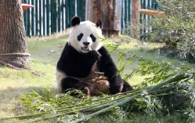 Shanghai Wild Animal Park