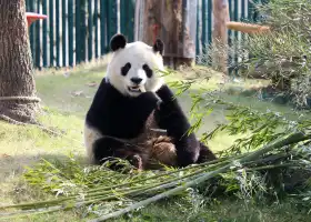 上海野生動物園