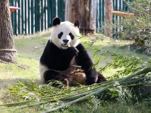 Shanghai Wild Animal Park