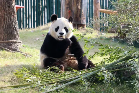 Shanghai Wild Animal Park