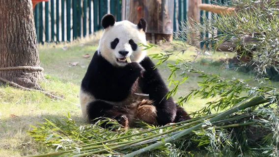 Shanghai Wild Animal Park