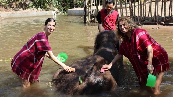 Bamboo Elephant Family Care