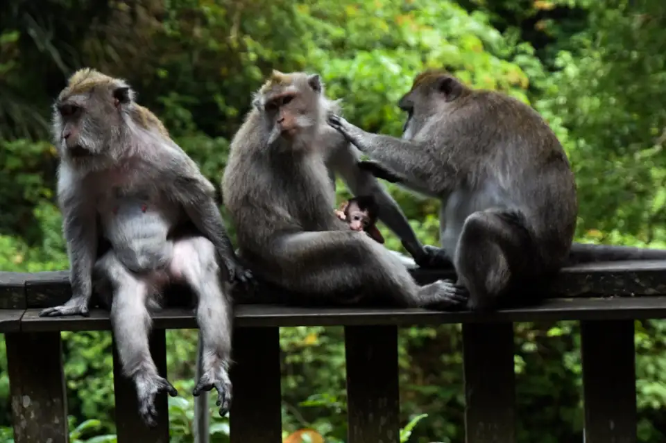 4_Sacred Monkey Forest Sanctuary