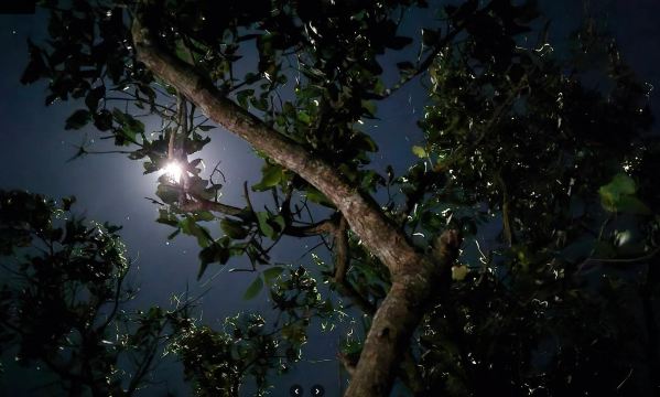Loay Firefly Watching