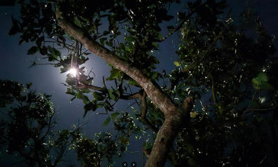 Loay Firefly Watching