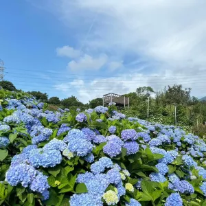 高家繡球花田萬里第三園區
