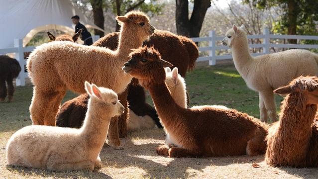 qiao zhi zong lv wan