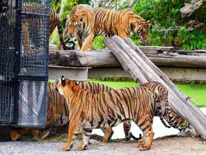 曼谷野生動物世界