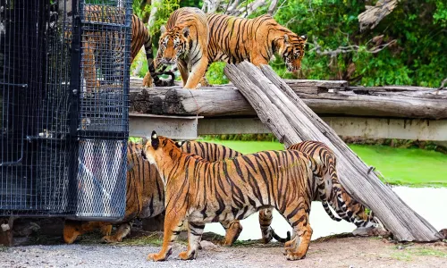 Safari World Bangkok