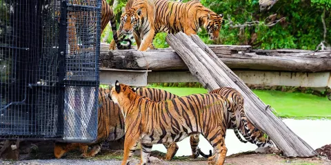 曼谷野生動物世界