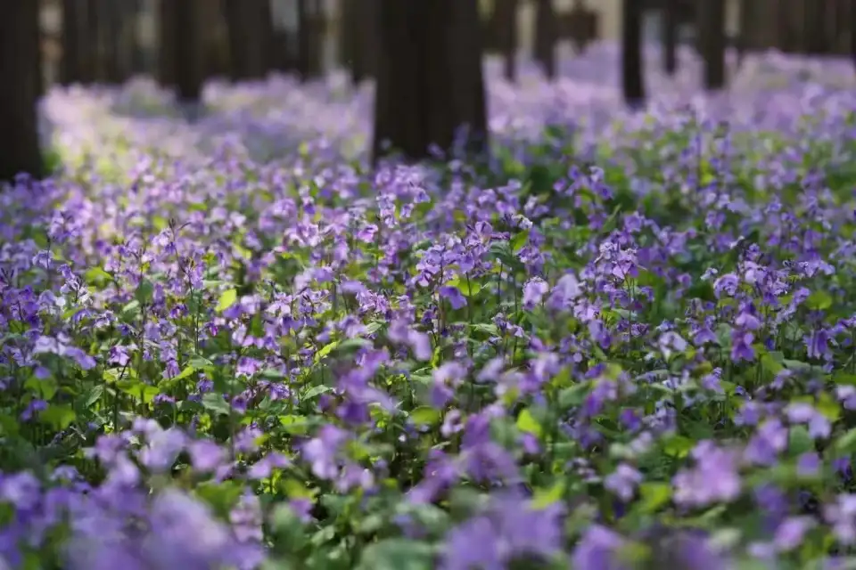 3_上海共青森林公園