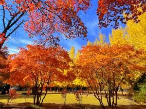 Popular Fall Viewing Attractions in Gangwon State