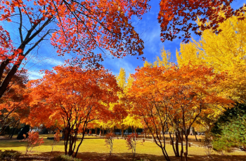 Top 20 Fall Viewing Attractions in Seoul