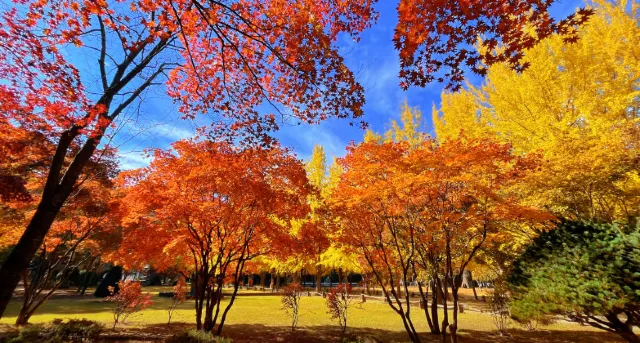 南怡島秋日林蔭道紅黃樹景