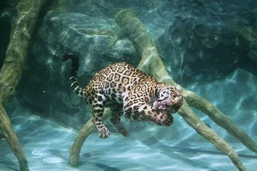 4_清邁夜間野生動物園