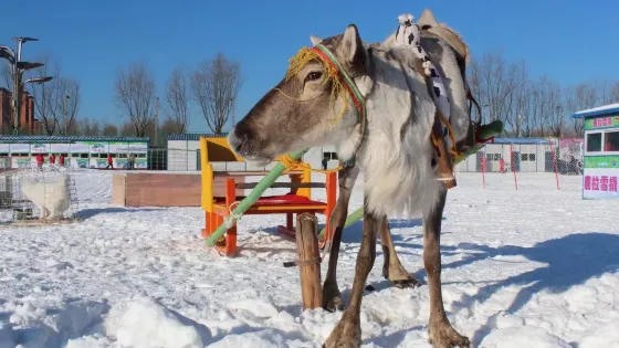 北海冰雪嘉年华