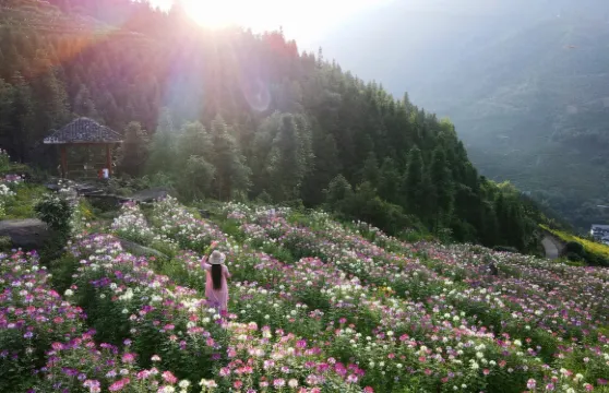 布尼梯田加烏瀑布景區門票+單程纜車+民族服飾體驗成人