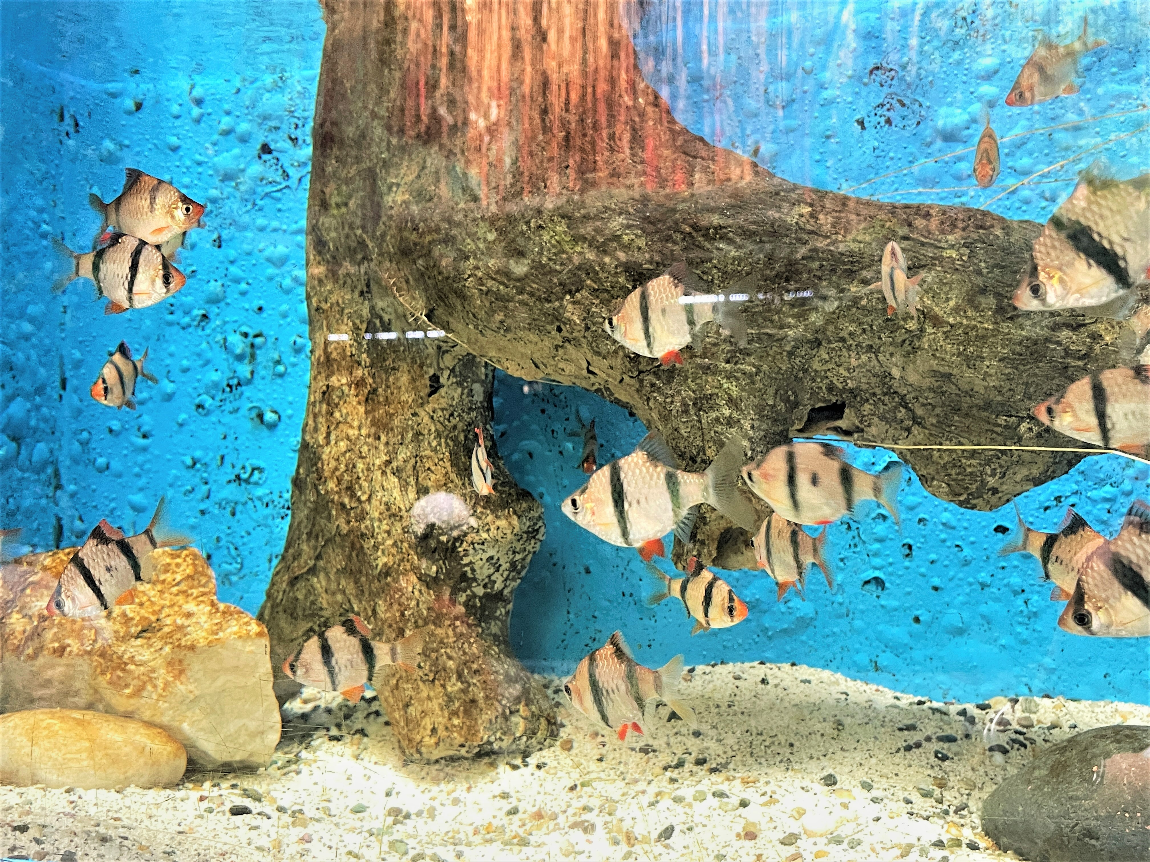 馬尼拉海洋公園