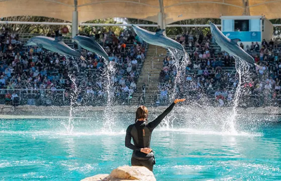 黃金海岸海洋世界直升機體驗(不含門票)成人