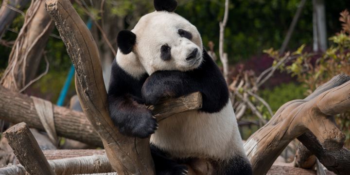 Yueyang Chinese Giant Panda Garden