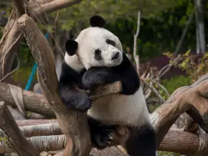 Yueyang Chinese Giant Panda Garden