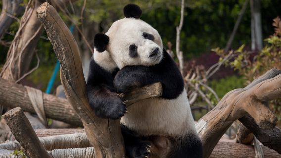 Yueyang Chinese Giant Panda Garden