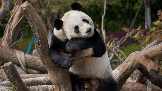 Yueyang Chinese Giant Panda Garden