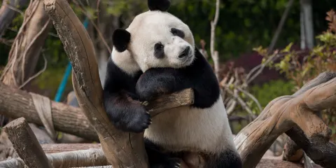 岳陽中華大熊貓苑