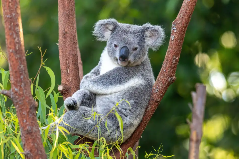 5_Currumbin Wildlife Sanctuary