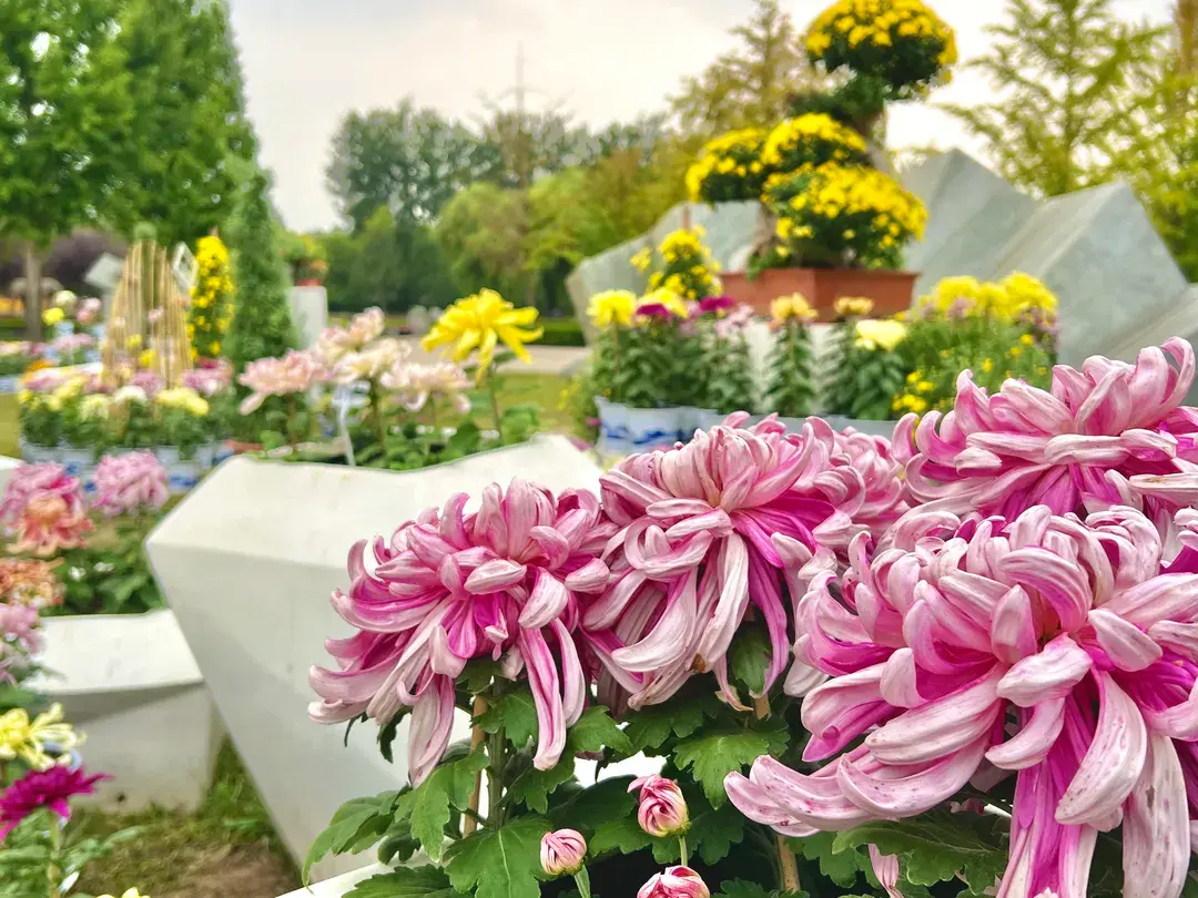 4_北京國際鮮花港