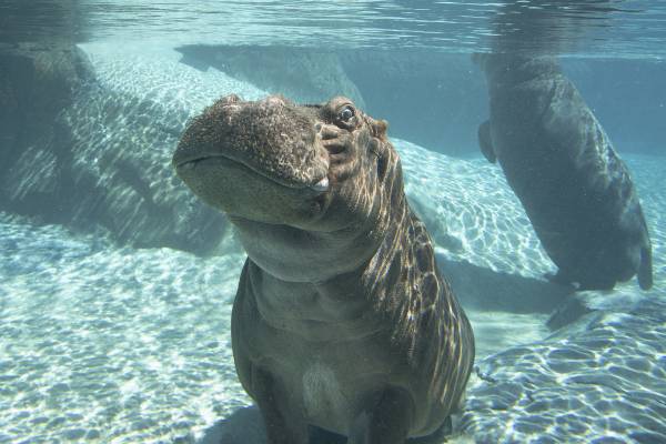 샌디에고 동물원 야간의 모습