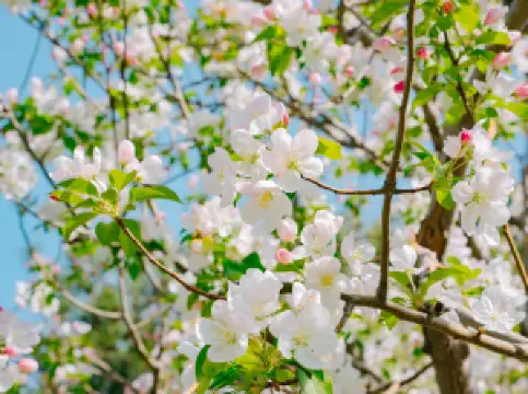 Tangshan Nan Hu Kailuan Scenic Area