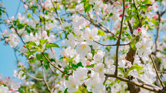 Tangshan Nan Hu Kailuan Scenic Area