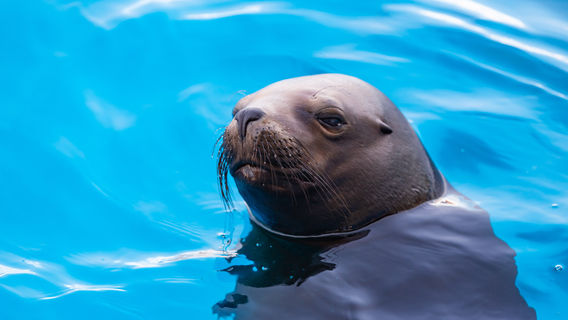 Loudi Haichang Ocean Exploration Pavilion