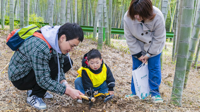 Bamboo Shoot Digging in Changzhou