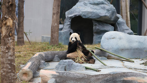 Mianyang China Giant Panda Garden