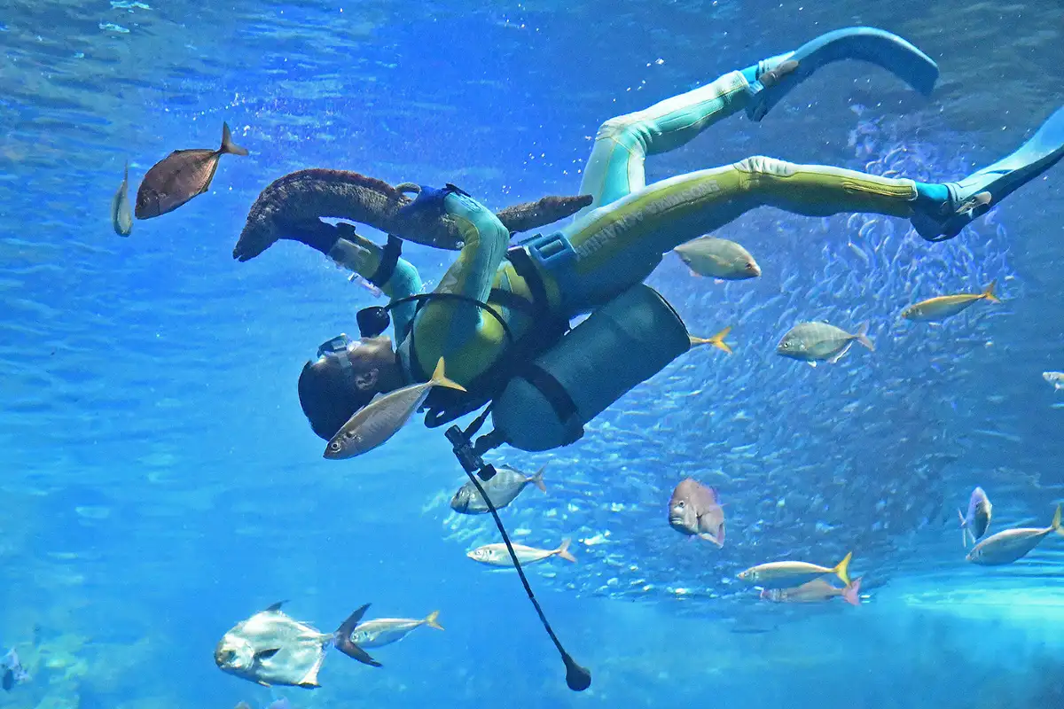 "Fins" Underwater Show at Enoshima Aquarium