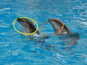 Dolphins Bay Phuket